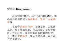 中藥植物學(xué)--紫草科