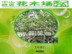 苗木,園林綠化,廣東花木之大葉欖仁,垂榕,垂柳,大榕賞悅1