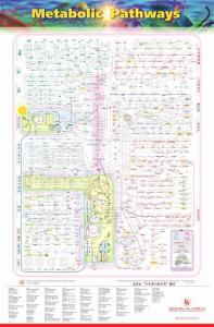 生化代謝全圖（中文版）