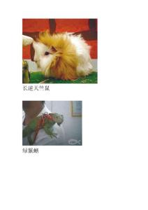 各種寵物圖片收集