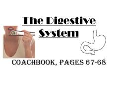 Digestive System - katiematthewslms.weebly.com