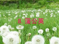 蒲公英 蘇教版小學語文第8課