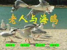 老人與海鷗_幼兒/小學(xué)教育-小學(xué)課件