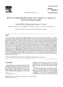 Roots of hydroponically grown Taxus plants as a source of taxol and related taxanes