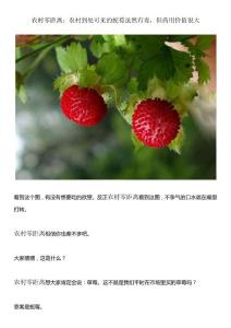 農(nóng)村零距離：農(nóng)村到處可見的蛇莓雖然有毒，但藥用價(jià)值很大20160714