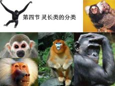 第四節 靈長類的系統分類