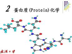 生物化學。王。第二章蛋白質