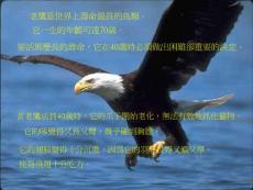 四十歲的老鷹