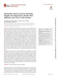 salmonella enterica serovar kentucky flagella are required for broiler skin adhesion and caco-2 cell invasion.肯塔基州的沙门氏菌血清型鞭毛所需肉用鸡皮肤粘连和caco-2