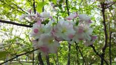 繁花似錦，鮮花，可編輯PPT背景圖片（植樹節可用）