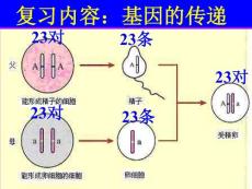 0001基因的顯性和隱性