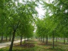 采訪對象是棵樹.ppt