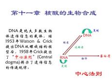 河北農(nóng)業(yè)大學生物化學第十一章核酸的生物合成（97張PPT）