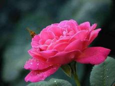 月季栽培與養(yǎng)護