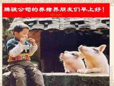 何謂豬的“高熱病” .ppt