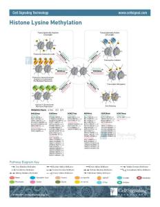 組蛋白賴氨酸甲基化相互作用通路 Histone_Methylation
