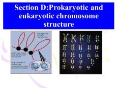 原核生物與真核生物染色體區(qū)別全英文教學(xué)