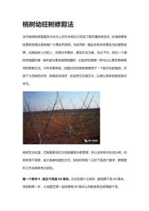 桃樹幼旺樹修剪法