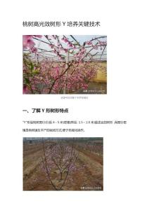 桃樹高光效樹形Y培養關鍵技術