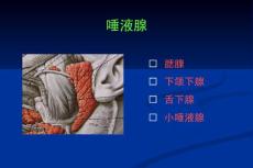 第八章：唾液腺