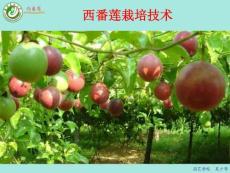 西番莲栽培技术 (1)