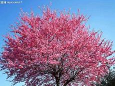 《第三单元源于自然的启示5花卉与纹样》七年级下册初中美术课件