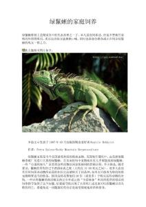 绿鬣蜥的家庭饲养