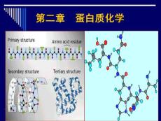 生物化學(xué)-3（蛋白質(zhì)-1）-2010-9