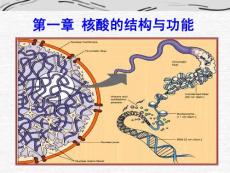 生物化學(xué)－2(核酸)2010-8