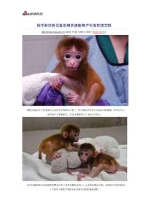 科學家培育出首批組合胚胎猴子引發倫理恐慌