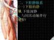 下腔静脉精品ppt课件