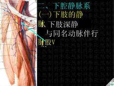 下腔静脉精品ppt课件
