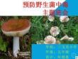 预防野生菌中毒主题班会ppt课件
