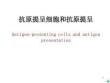 抗原提呈细胞和抗原提呈ppt课件
