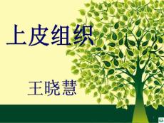 上皮组织ppt课件