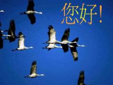 車輛衛(wèi)星定位系統(tǒng)在的士預(yù)約服務(wù)及的士車隊(duì)管理的應(yīng)用