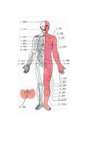 人体穴道(那是相当的专业,让你大长见识)