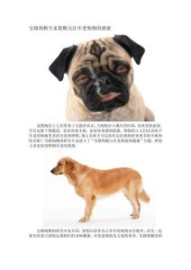 寶路狗糧專家提醒關(guān)注年老狗狗的健康