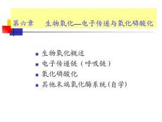 第六章 生物氧化
