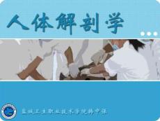 全身骨骼肌