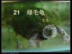 綠毛龜ppt講解共28頁文檔