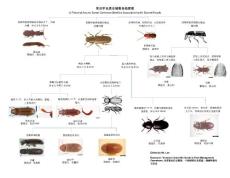 常見甲蟲類倉儲害蟲檢索圖