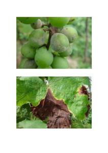 葡萄常見(jiàn)病蟲害圖譜