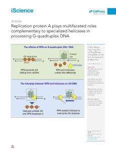 replication protein a plays multifaceted roles complementary to specialized helicases in processing g-quadruplex dna-論文