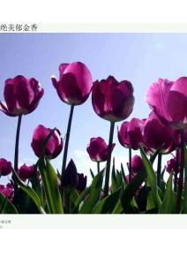 艷麗郁金香 絕美圖片