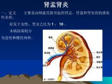 肾盂肾炎ppt