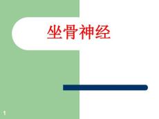 坐骨神经解剖