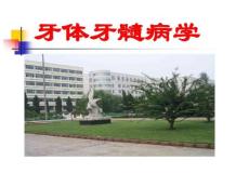 牙体牙髓病学