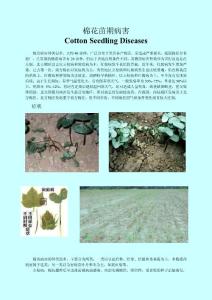 棉花苗期病害簡介