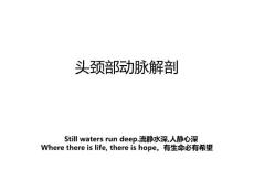 头颈部动脉解剖